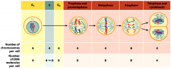 Prophase
Prometaphase/ metaphase
Anaphase
Telophase