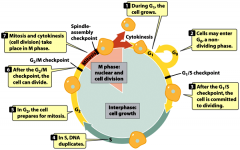 -The progression through the cell division cycle may be halted
at checkpoints due to DNA damage, incomplete DNA
replication, insufficient cell size, or incomplete mitotic
spindle formation.
-the cycle is resumed after problems are fixed
-the ...