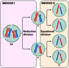 +Meiosis is a special type of cell division cycle that occurs during the generation of gametes (sperm and egg) or spores. 
+two rounds of cell divisions
+outcome: four haploid (1n) cells