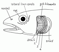 bony or cartilaginous arches in the throat of fish to which the filaments and rakers of the gills are attached