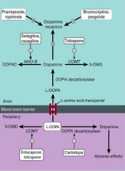 Inhibits dopa decarboxylase in the periphery only to prevent conversion of L-dopa to dopamine so that more L-dopa will reach the brain to be converted into dopamine.