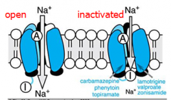 Mechanism of Action:
-Alters Na+, K+, Ca2+ conductance
--Prolongs the INACTIVE state of the Na+ channel
--Inhibits the generation of repetitive action potentials