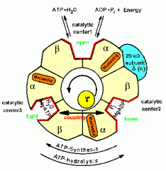 Steps of ATP synthase