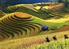 Carving the land into different levels for farming.