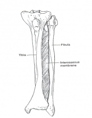 A type of fibrous joint in which two bony components are joined directly by a ligament, a fibrous cord or aponeurotic membrane