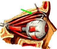 Name the muscle and function. Where does it insert to?