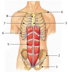 Rectus abdominis




Origin: pubic crest, pubic symphysis

Insertion: xiphoid process


-coastal cartilage ribs 5-7


Action: Flexion and rotation at back