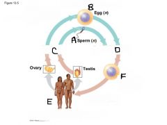 What biological process belongs in the blank labeled "C" in the diagram?
