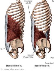 External oblique




Origin: anterior surface of ribs 5 - 12

Insertion: Linea alba, pubic crest, pubic tubercle, iliac crest


 


Action: Flexion and rotation at back