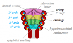 Lingual swellings (laterally)

Tuberculum impar (in the midline)

Hypobranchial eminence (copula)

epiglottal swellings