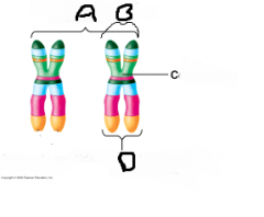 In this diagram of chromosomes, identify the indicated structures: centromere, chromosome, homologous chromosomes  sister chromatids