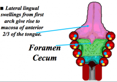 Lateral swellings of the 1st arch

Cranial nerve 5 (trigeminal nerve) - for pain and sensory function