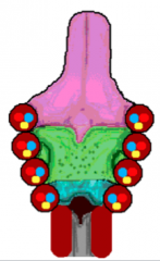 Hypobranchial eminence mostly from the 3rd arch

Cranial nerve 9 (glossal pharyngeal nerve) - for gag reflex

The 4th arch

Cranial nerve 10 (vagus nerve)

2nd arch