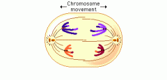 What phase of meiosis is shown in this diagram?