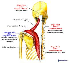 Trapezius




Origin: external occipital protuberance


-superior nuchal line


-spinous process of c7 and T1 - T 12

Insertion: lateral clavicle, -acromion and spine of scapula

Action: -extension at neck


-adduction, rotation, elevation and dep...