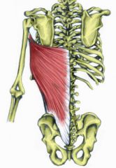 Latissimus dorsi

Origin: spinous process of t7 - T 12, L1-5, sacrum, ribs 09-12, iliac crest

Insertion: intertubercular groove of the humerus

action: extension, adduction, an medial rotation at shoulder