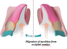 Occipital somites (Not pharyngeal arches!)

and are innervated by the Cranial nerve 12 (hypoglossal nerve)