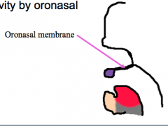 
nasocavity into the nasopharynx
