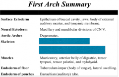 **Skeleton of the 1st arch forms?