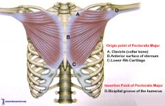 Pectoralis Major


 


Origin:Clavicle, esternum, costal cartilage of ribs 1-6, aponeurosis of external oblique


 


Insertion: Intertuberculargroove of humerus


 


Action:Flexion, adduction, and medial rotation at shoulder