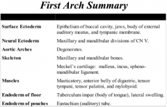 -Maxillary and mandibular bones

- Meckel's cartilage: malleus, incus, and sphenomandibular ligament