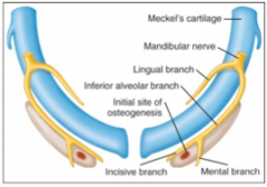 Mandibular branch of the trigemminal nerve (including lingual, incisive, and mental branch) all branch around Meckel's cartilage

-landmark at which the nerves travel