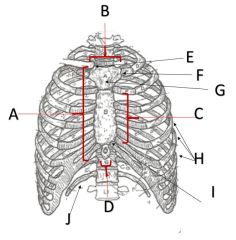 What is the name of structure C on the sternum?