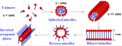 It changes from unimers, to spherical micelles, to cylindrical micelles, to bilayer lamellae, to reverse micelles to inverted hexagonal phase