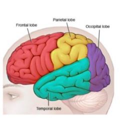 What are some functions of the frontal lobe?