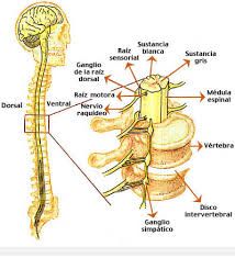 La médula espinal