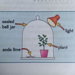 1. use the apparatus shown to left
2. the soda lime will absorb CO2 
3. leave plant in jar then test for starch - wont turn black
4. showing no starch has been made meaning CO2 is needed