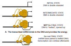 - Sigma factor binds to the DNA for TSC.
1. Initial State
2. Intermediate State
3. Before final state
4. Final state

Gibbs = -35.3kcal/mol (5 times of ATP)

solution: use RNA to ANDCHOR by immediately form RNA-DNA base-pairing with a higher bind...