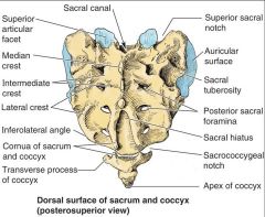 Spinus tubercles=3-4 ridges down the middle
Sacral foramina=holes for nerve roots
Sacral Cornu=2 ridges beside sarcal hiatus. 
Sacral hiatus=space needle goes through. 