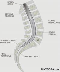 Conus medullaris=end of spinal cord at L1/2. 
Cauda equine goes from there to sacral hiatus. 
Dural sac/arachnoid space finishes at S2 
Filum terminale attaches to the coccyx to anchor cord