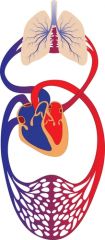 Hjertets højre side (forkammer og hjertekammer), kommer ud i lungerne gennem lungeartierne. Herefter går det ud til hjertets venstre side gennem lungevenerne.