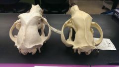 Common name of both skulls and difference in skull