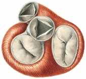 Mellem forkammer og hovedkammer i begge dele af hjertet og før aorta og før lungearterierne.