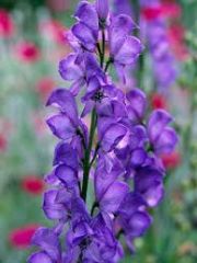 Family: buttercup family
Species: napellus
Common Names: monkshood, aconite
Available: April through October
Vase life: 5-10 days. Extremely toxic.