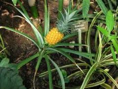 Family: pineapple family


Species: nanus, comosus


Common Name: ornamental pineapple, dwarf pineapple


Availability: year-round


Vase life: Long lasting, 1-3 weeks