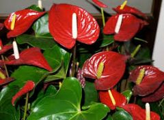 Family: Araceae (the aroids)


Species: andraeanum, scherzeranum


Common Name: anthurium, tail flower, flamingo flower, painted tongue, painter's palette, peace lily


Availability: year-round


Vase life: Hardy cut flowers, 2-3 or more w...