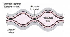 Load bearing surfaces are held apart by film of lubricant that is maintained under pressure



Calcified cartilage keeps fluid from being forced into subchondral bone.
When load is removed, fluid flows back into articular cartilage.