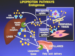 *AKA Hepatic pathway.
*CM remnants have delivered fat from diet to the liver.
*Liver now makes VLVL around ApoB100
*VLVL goes into circulation, gets hydrolyzed by LPL. At this point, you've already absorbed everything and you're in a fasting st...