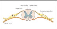 Sensory neurones enter the spinal cord from the back of the spine. The sensory neurone cell bodies lie in the dorsal root ganglia, and their axons extend into the spinal cord. 