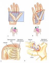 each joint surface is both convex in one plane and concave in another (Fit like a rider on a saddle)

Ex. CMC joint of thumb, sternoclavicular joint