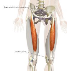 Rectus femoris


Origin: anterior inferior iliac spine


-superior margin of acetabulum

Insertion: patella and tibial tuberosity

Action: Extension at knee


-flexion at hip