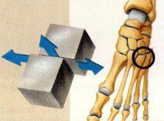 Permit gliding between two or more bones.

Adjacent surfaces may glide or rotate w/ regard to one another in any plane.

Ex. Carpal joints