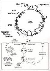 *LDL is derived from VLDL after lipase-mediated hydrolysis.
*Delivers cholesterol to tissues by ApoB100 binding to LDL receptor (LDLR), endocytosis via clathrin coated pits. The LDLR is recycled back to cell surface.
*Modified LDL (e.g., oxidize...