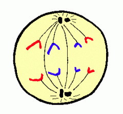 What phase of mitosis is shown in this diagram?