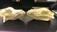 Common name both skulls and differences in skull
