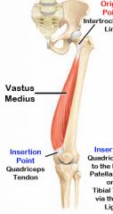vastus medialis


Origin: linea aspera and intertrochanteric line of femur

Insertion: patella and tibial tuberosity


Action: Extension at knee